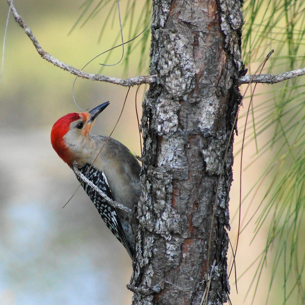 Log Homes, Pests, and Damage. Prepare! - Ozark Cabin Décor, LLC